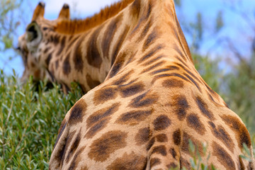 Giraffe with Blue sky  in Free State