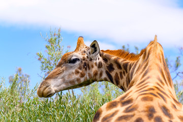 Obraz premium Giraffe with Blue sky in Free State