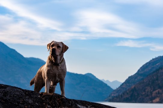 Handsome Yellow Labrador Retriever in the mountains