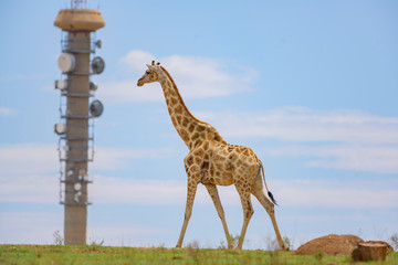 Giraffe Walking with Radio Tower