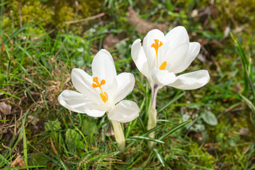 Weisse Krokusse