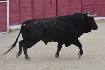 bull on black background