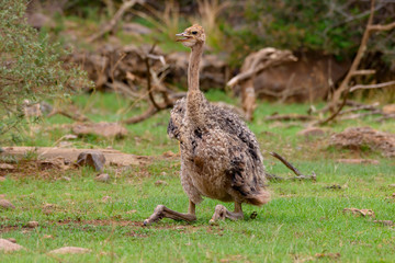 ostrich Family in Green Grass in South Africa