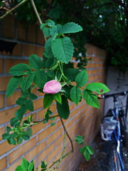 eine Rose in der Stadt, Stadtbild mit Rosenknospe , die Wildrose mit dem Fahrrad am Hintergrund, 