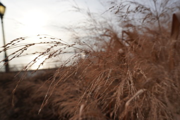 reeds in the morning wind