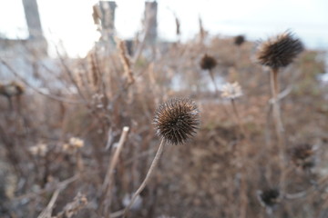 thistle of the sky