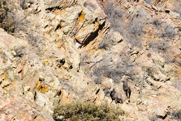 Bighorn Sheep in Waterton Canyon by the South Platte River