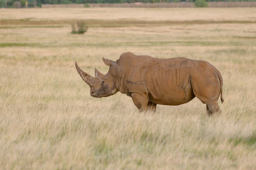 Obraz premium White Rino In green grass land Free State 