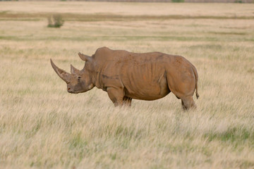 White Rino In green grass land Free State  © Francois