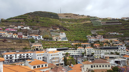 Madère, vignoble sur les hauteur de Camara de Lobos