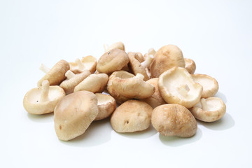 椎茸