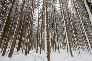Winterwald mit hohen Bäumen