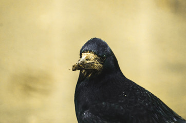 Portrait of a rook with a big dirty beak on a simple background