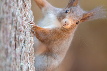 Eichhörnchen am Baum