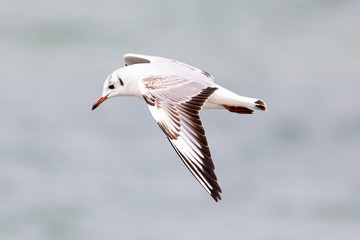 floegende Möwe an der Ostsee, Zingst
