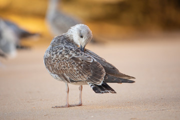 Möwe an Strand, Algarve, Portugal