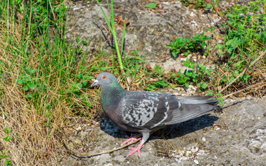 Taube grau