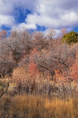 Obraz na płótnie Canvas Hiking Trails in Oquirrh, Wasatch, Rocky Mountains in Utah Late Fall with leaves. Backpacking, biking, horseback through trees in the Yellow Fork and Rose Canyon by Salt Lake City. United States of Am