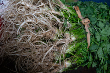 Bunch of coriander ready to cook