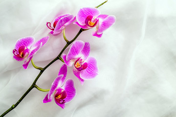 The branch of purple orchids on white fabric background