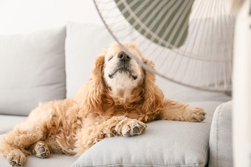Cute dog in room with operating electric fan - obrazy, fototapety, plakaty