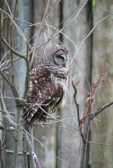 Owl asleep in a tree