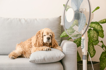 Fototapeta Cute dog in room with operating electric fan obraz