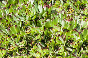 decorative green cabbage plant growing on the garden soil in high density in the summer sun at a discount Full frame zoom