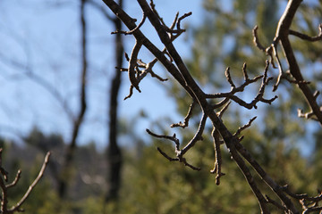 branch in winter