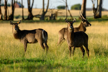 Waterbuck In green Grass south Africa