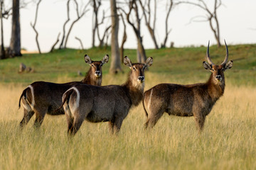 Waterbuck In green Grass south Africa