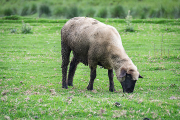 Sheep feeding in the yard