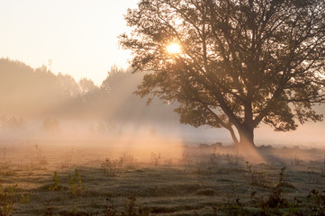 Oak tree in full leaf in summer standing alone. Fog. Sunshine