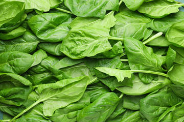 Fresh green spinach as background