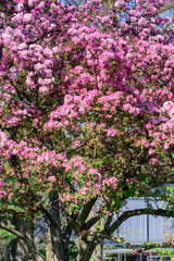 Kirschbaum Blütenpracht im Garten