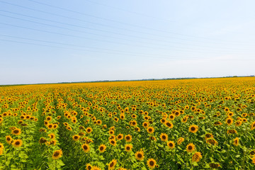 Aerial view of agricultural fields flowering oilseed. Field of s