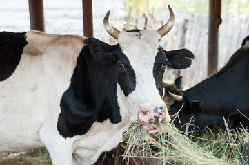 Cow eating fresh grass closeup