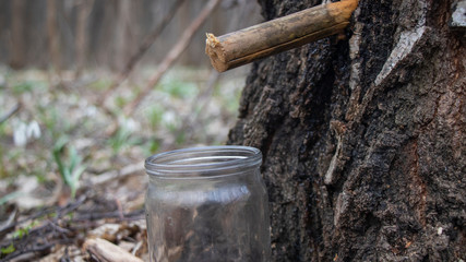 Fototapeta premium picking birch juice into glass containers,picking birch juice in the spring