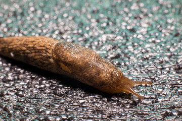 Creeping wet slug. Snail without shell