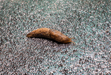 Creeping wet slug. Snail without shell