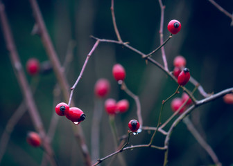 A close up photo of rose hips with water drops dripping from the buds with a blurred bokeh background and copy space