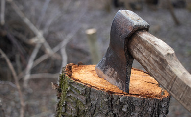Axe on the stump,felling of firewood,old ax with wooden handle
