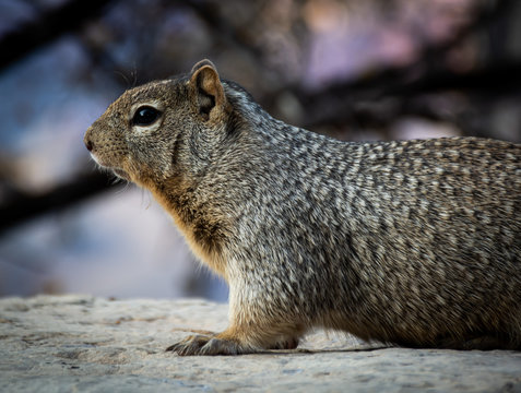 Native Resident