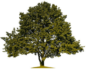 silhouette of green oak on a white background