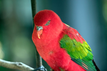 this is a close up of a chattering lory