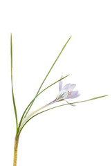 fiore isolato in primo piano di crocus biflorus su fondo bianco