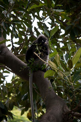 the dusky leaf monkey is in the tree