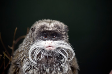 this is a close up of a emperor tamarin