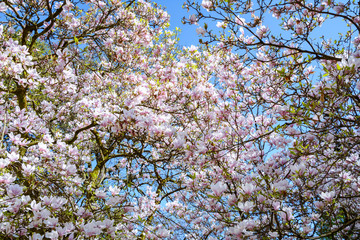 Blühender Magnolienbaum im Frühling