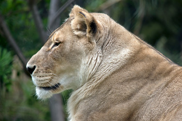 this is a close up of a lioness